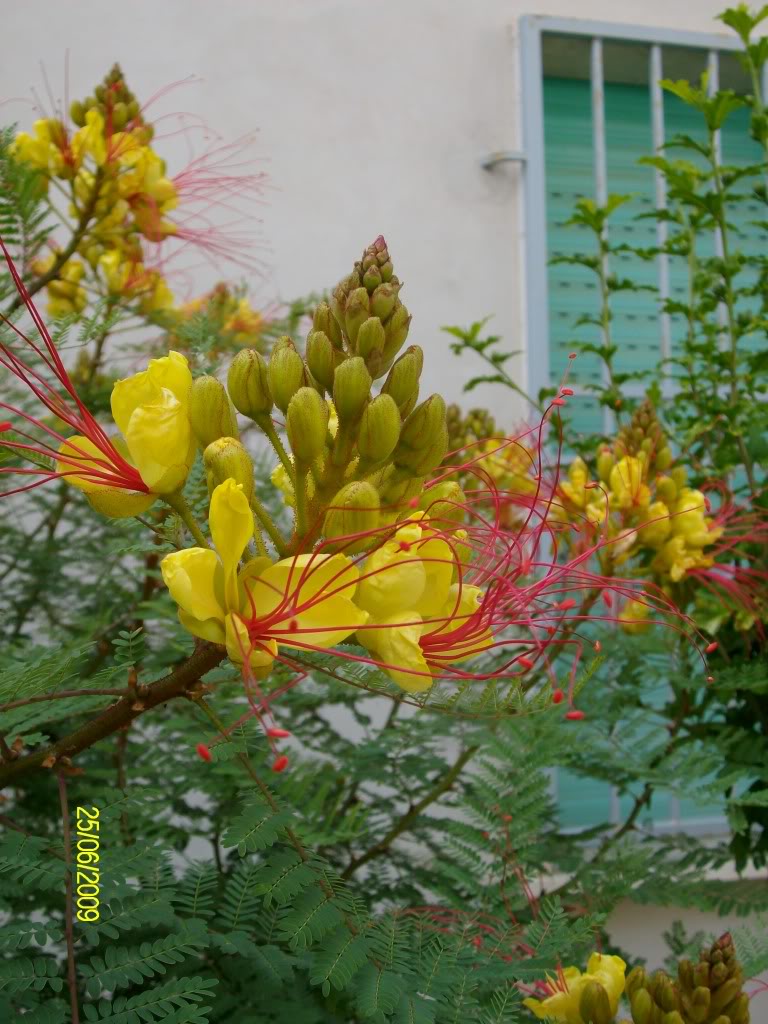 Caesalpinia Gilliesii